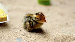 True Nature | chicks or hatchlings |