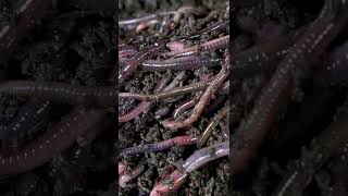 Why Earthworms are Important | #earthworm #soil #Earthworms #environment #ecosystem