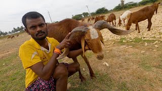 Kenguri sheep herd of Suresh Hanumanalli