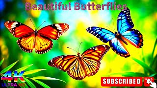 Explore the Stunning Views of Beautiful Butterflies. #butterfly #wildlife #viralvideo #animals