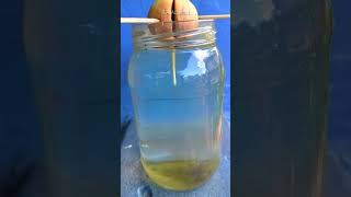 One Month Update of Avocado Seed Propagation #shorts