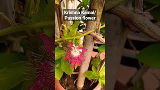 Krishna kamal||Passion flower||passiflora||rakhi flower#shortsyoutube #shorts#viral