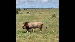 Tsavo male lion #lion #short #africanlion #africanwildlife