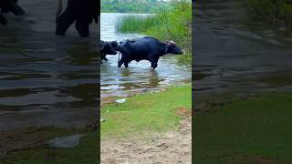 Buffalo  at Botar lake |white Desert #shorts  #short  #viralvideo  #trending