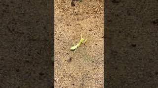 Ants might be stronger than Mantis. This settles it. Check it out..#shorts #tiktok #animal #insect