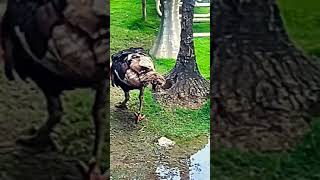 Titu is enjoying the garden #viral #shorts #cute #funny #turkeybird #titu #Garden #Chocola #mohombi