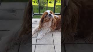 Ma Flora, 13 ans #cavalierkingcharlesspaniel #chien #dog #dogs #doglover #shorts #short #doglovers