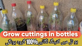 Grow Cuttings in bottles|for 100% success results|cuttins bottles men lagaen |mere trike se 100%