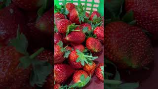 #strawberry  #evasabela #fruit