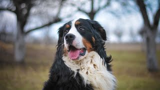 Bernese Mountain Dog Breeding Best Practices and Responsibilities