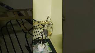 Diy Bird Perch #diybirdhouse #cocktail #birdslover #birdstand #shortsfeed #shortsvideo#youtubeshorts