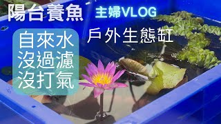 戶外生態缸/陽台佈置/生態魚缸/睡蓮種植方法(V156)