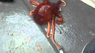 octopus caught in youghal