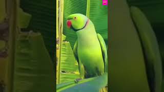 funny parrot 0.1# short #funny #shortvideo #animals #😆😁