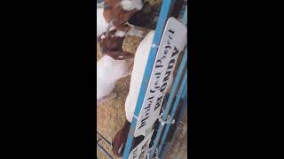 Goat trying to eat a cable tie that is holding a sign in place