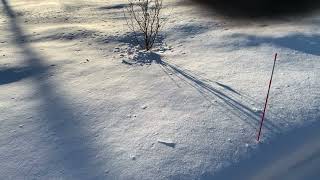 First winter of Japanese stewartia at 2 Julie Cir