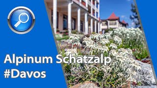 Alpinum Schatzalp: Die Naturschätze rund um Davos mit allen Sinnen entdecken.