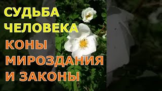 #СУДЬБА ЧЕЛОВЕКА 🤔 #КОНЫ МИРОЗДАНИЯ. #ЗАКОНЫ