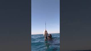 pesca entre hermanos del equipo Ffsub  #fishing #spearo #spearfishing #pesca #pescasub #fish #spear