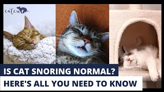 Does Your Cat Snore? | Must Know These Facts!!! |