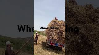 Wheat loading #song #singer #love #cover #youtubeshorts #beautyofabbottabad