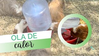 Ola de calor 🥵🐹