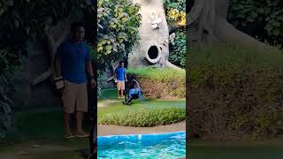 SEA LION Dance/ Abu Dhabi/Emirates park zoo...#sealionshow #dubai #viralvideo #shortsfeed #foryou