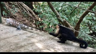 Monkey plays with lizard