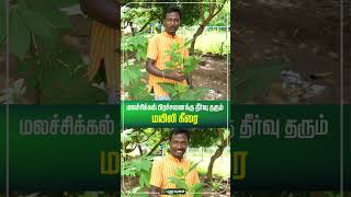 மலச்சிக்கல் பிரச்சனைக்கு தீர்வு தரும் மயிலி கீரை...! | #Puthuyugamdigital #Shorts