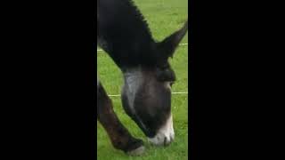 Mammoth Donkey Clog Rubber Shoes