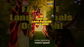 10 FASTEST Land Animals On Earth! #animalwonders