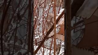 Малыш Бельчонок 🤗❤🐿😋🌰⛄#белка #белочка #лесныежители #squirrel