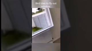 Bird tries to fly out the window