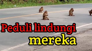 Satwa liar Kalimantan berkeliaran di jalanan IKN (part 3)