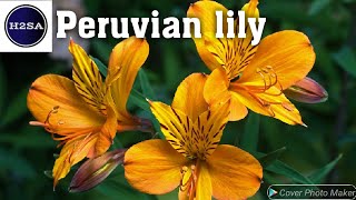 Peruvian lily - H2SA Code: FL007