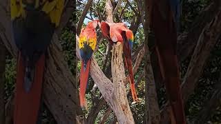 Jamaican Parrots