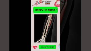 Identify the Muscle of upper limb quiz #anatomy #humananatomy #upperlimuscles