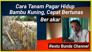 Cara tanam pagar hidup bambu kuning cepat bertunas berakar #alamseru