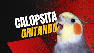 POR QUE MINHA CALOPSITA FICA GRITANDO ? ATUALIZADO 2023