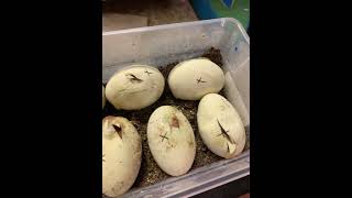 Baby reticulated pythons hatching