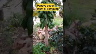 pepaya super lebat #pepaya #kampung #shortsvideo