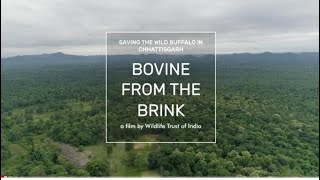 Bovine from the Brink- Saving the Wild Buffalo in Chhattisgarh