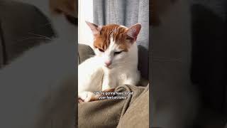 Cats understand English well!#cat #funny #funnyvideo #fyp #animals #usa