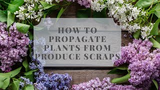 Propagate  Plants From Your Produce Scraps