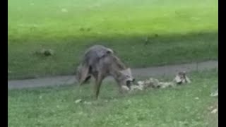 Crazy Coyote chases us in city park