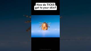 How to TICKS get on your skin? #facts #animals #shorts