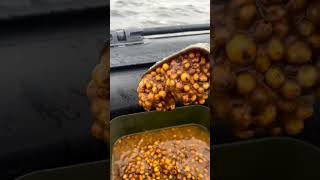 Tigernut Gelatin CarpFishing #fish #fishing #hobby #carp #carpfishing #boilies #tigernuts