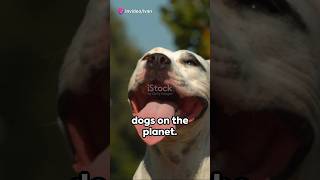 Most Dangerous Dog’s On Planet! #youtubeshorts #animals #animalfacts #goviral #shortsfeed #fyp #fypシ