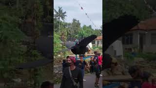 Festival gerakjalan warga pasempar (youth3)