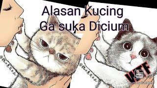 3 Alasan Kucing Gak Suka Dicium, Alasan ke 3 Bikin Emosi